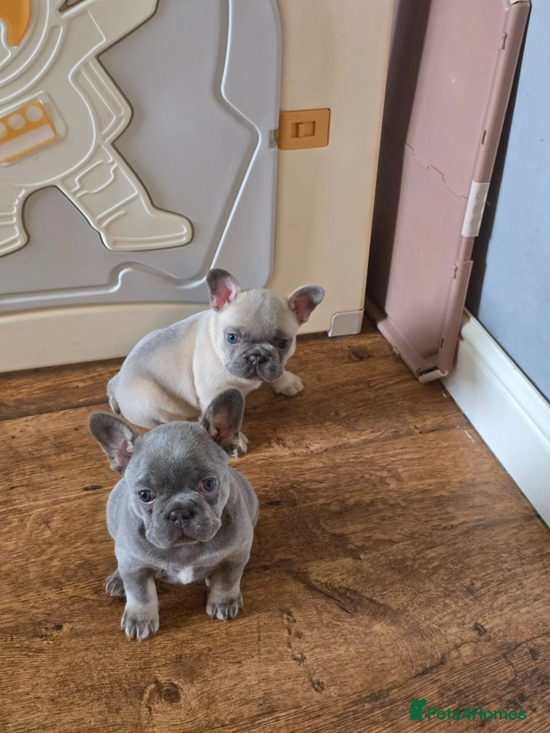French Bulldog dogs for sale: 2 beautiful French bulldogs - Advert 1