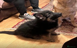 German Shepherd dogs for sale: German Shepherd Pups For Sale - Advert 7