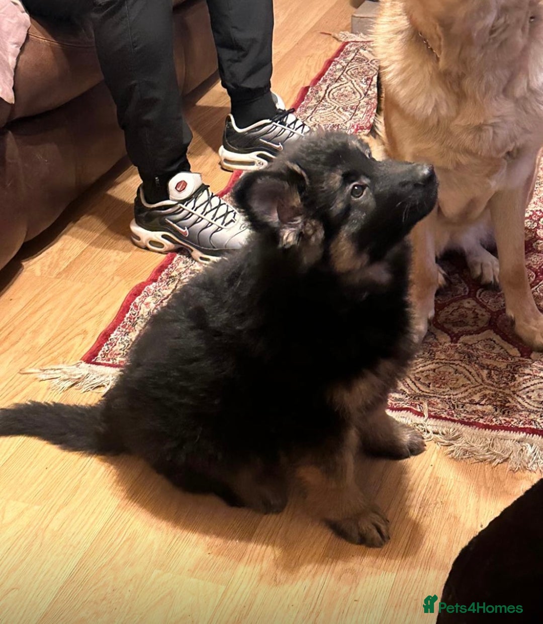German Shepherd dogs for sale: German Shepherd Pups For Sale - Advert 7
