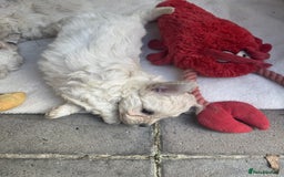 Bichon Frise dogs for sale: last 3 bichon frise remaining - Image 8