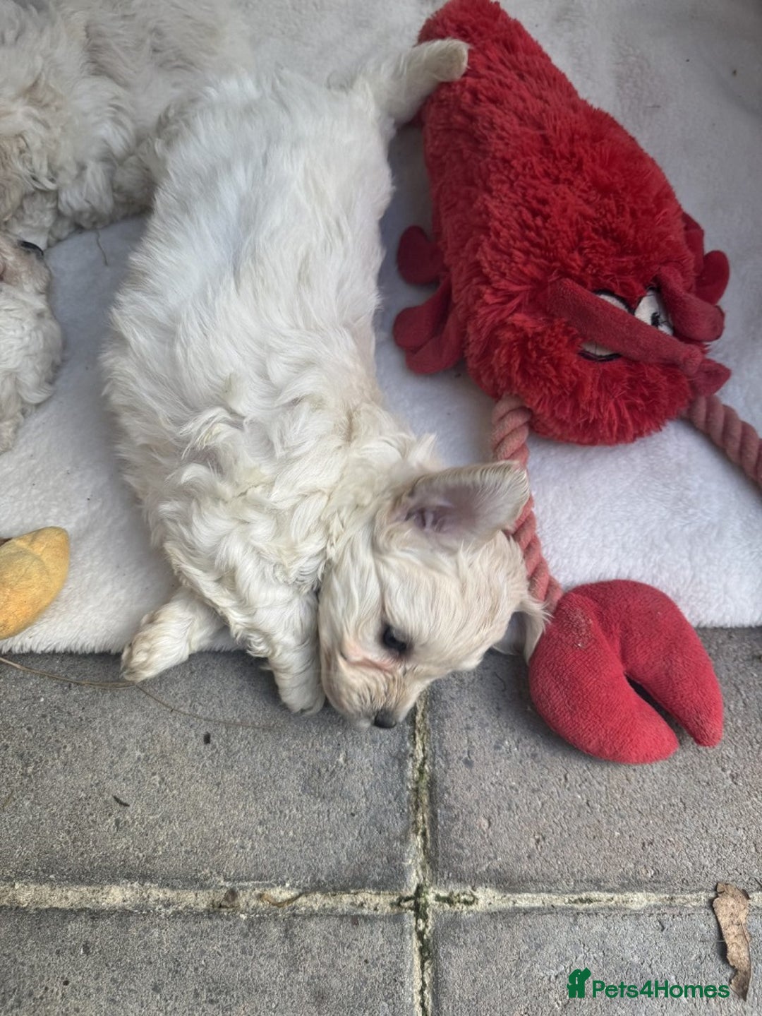 Bichon Frise dogs for sale: last 3 bichon frise remaining - Image 8