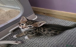 Domestic Shorthair cats for sale: 🐾Playful Kittens -Tabby or black/white🐾 - Image 22