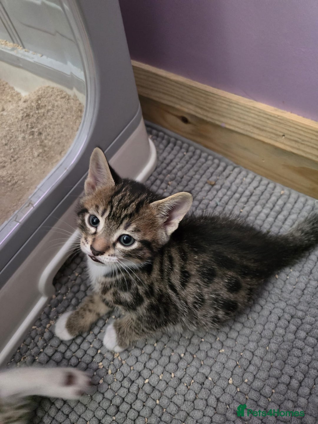 Domestic Shorthair cats for sale: 🐾Playful Kittens -Tabby or black/white🐾 - Image 22