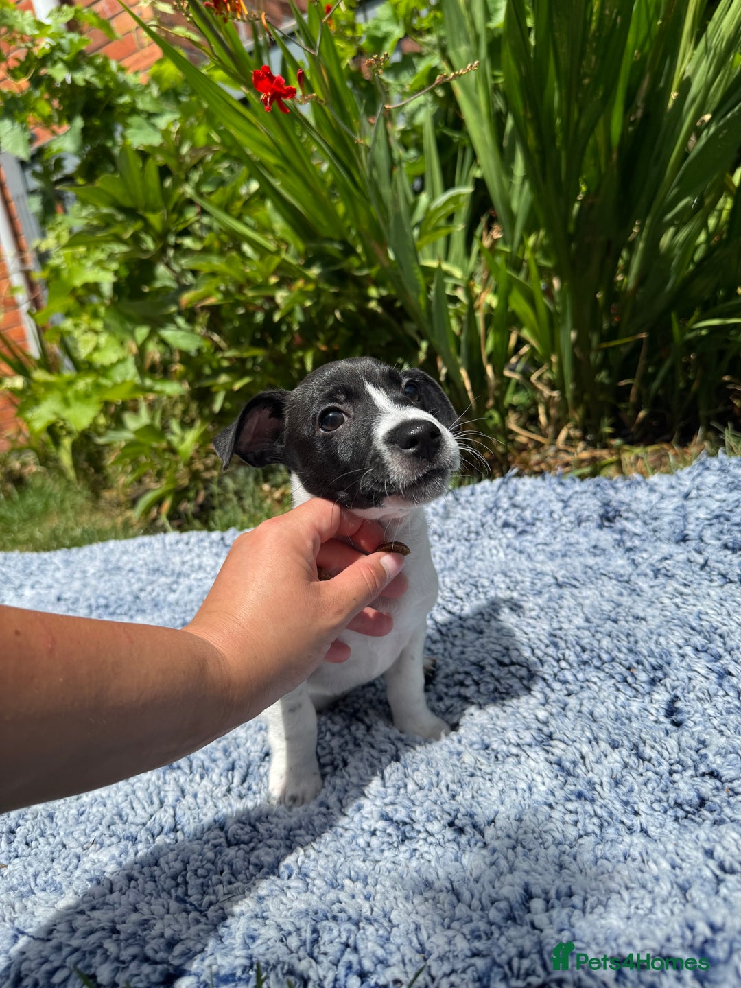 Jack Russell dogs for sale: 5 Available: Jack Russell Puppies. 2 Girls, 3 Boys - Image 20