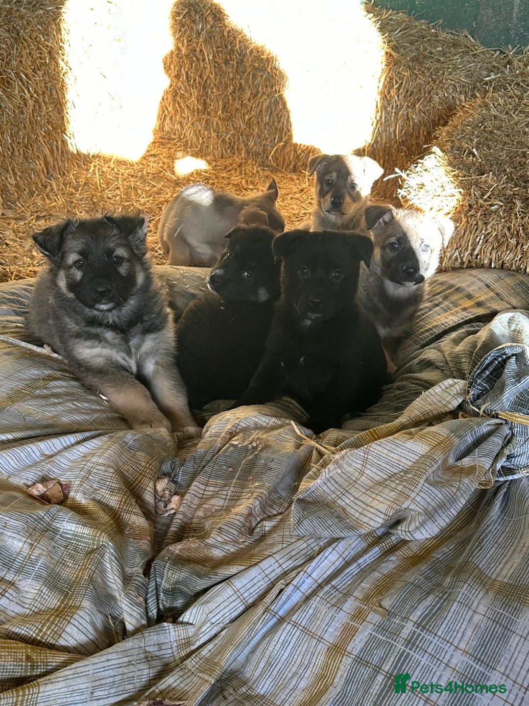 German Shepherd dogs for sale: German Shepard puppies - Advert 2
