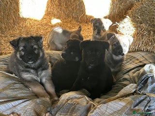 German Shepherd dogs German Shepard puppies - Advert 6