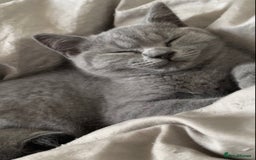 British Shorthair cats for sale: British short and long haired kittens ready to go - Image 3