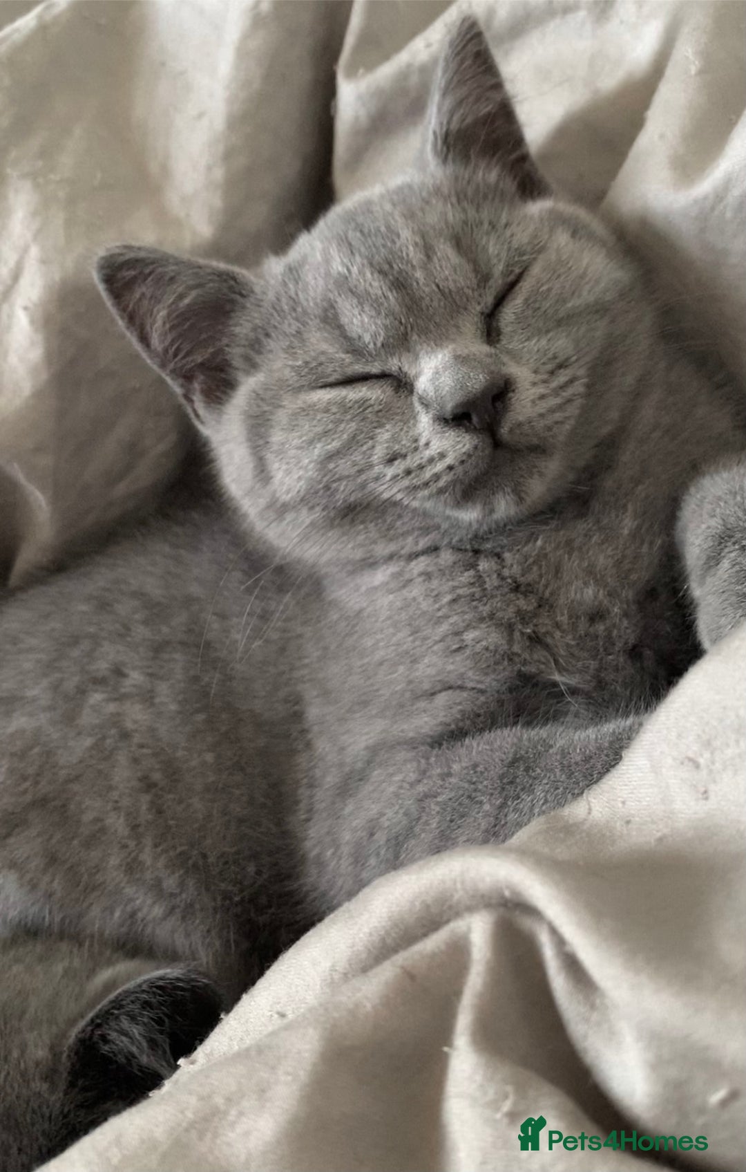 British Shorthair cats for sale: British short and long haired kittens ready to go - Image 3