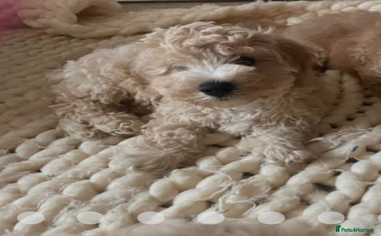 Cavapoo dogs - Advert 11