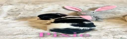 Biewer Terrier dogs for sale: Pure Biewer pups  in High Peak - Advert 8