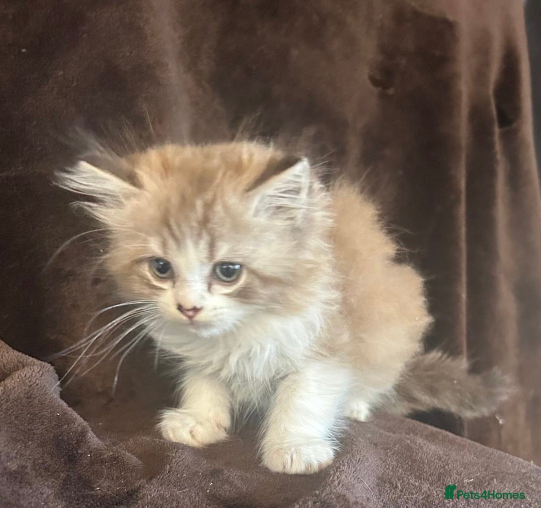 Ragdoll cats for sale: Beautiful ragdoll kittens  - Image 1