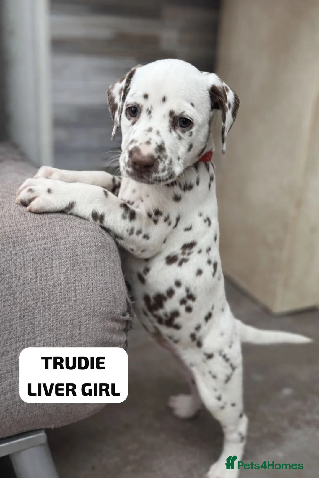 Dalmatian dogs for sale: KC Reg Dalmatian Puppies Black & Liver Ready Now - Advert 7