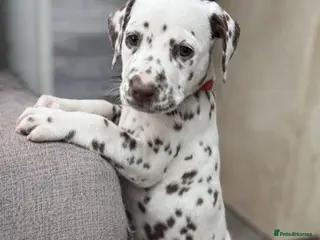 Dalmatian dogs KC Reg Dalmatian Puppies Black & Liver - Advert 11