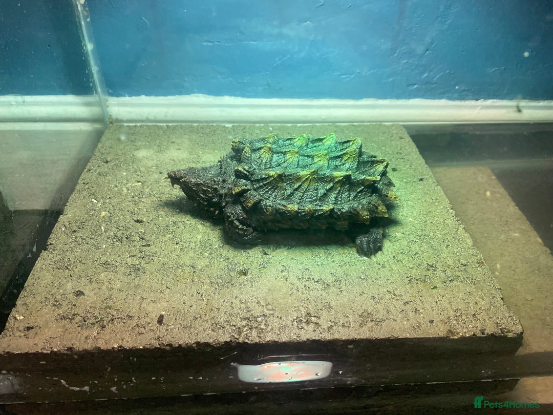 Turtle reptiles for sale: Male alligator snapping turtle - Image 4