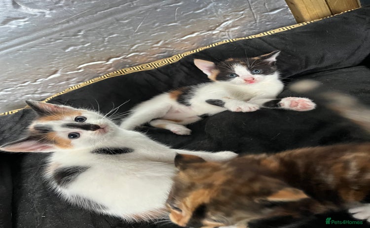 Mixed Breed cats - Advert 2