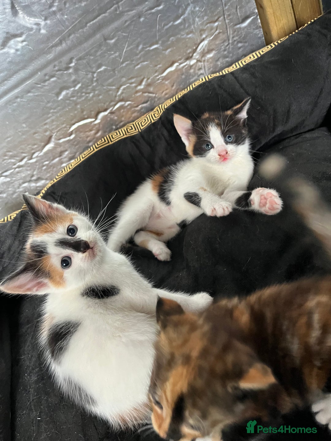 Mixed Breed cats for sale: 2 girl calico kittens  - Image 1