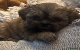 Shih Tzu dogs for sale: Shih tzu  - Image 35