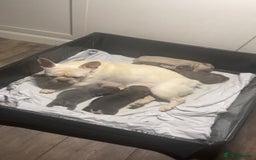 French Bulldog dogs for sale: French bulldogs in Manchester - Image 1