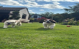 Saint Bernard dogs for sale: Last beautiful female St Bernard puppy for sale.  - Image 2