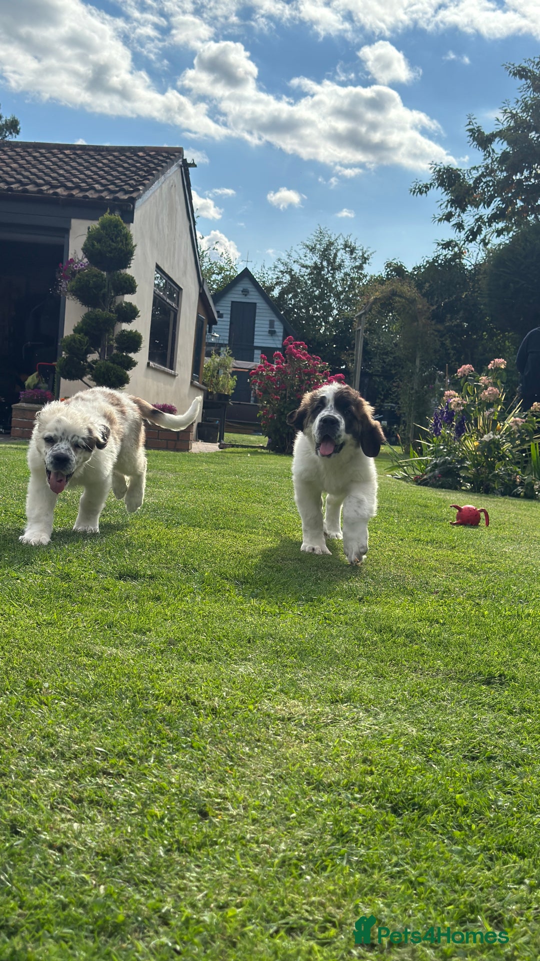Saint Bernard dogs for sale: Last beautiful female St Bernard puppy for sale.  - Image 2