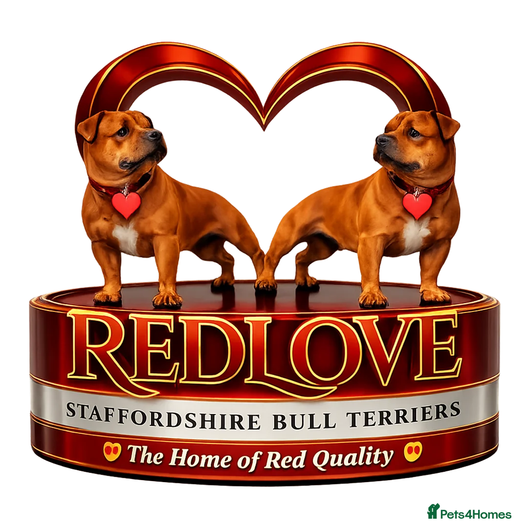 Staffordshire Bull Terrier dogs for stud: 🥨THE RED DREAM TEAM🥨 Exceptional temprements. in Rochdale - Advert 21