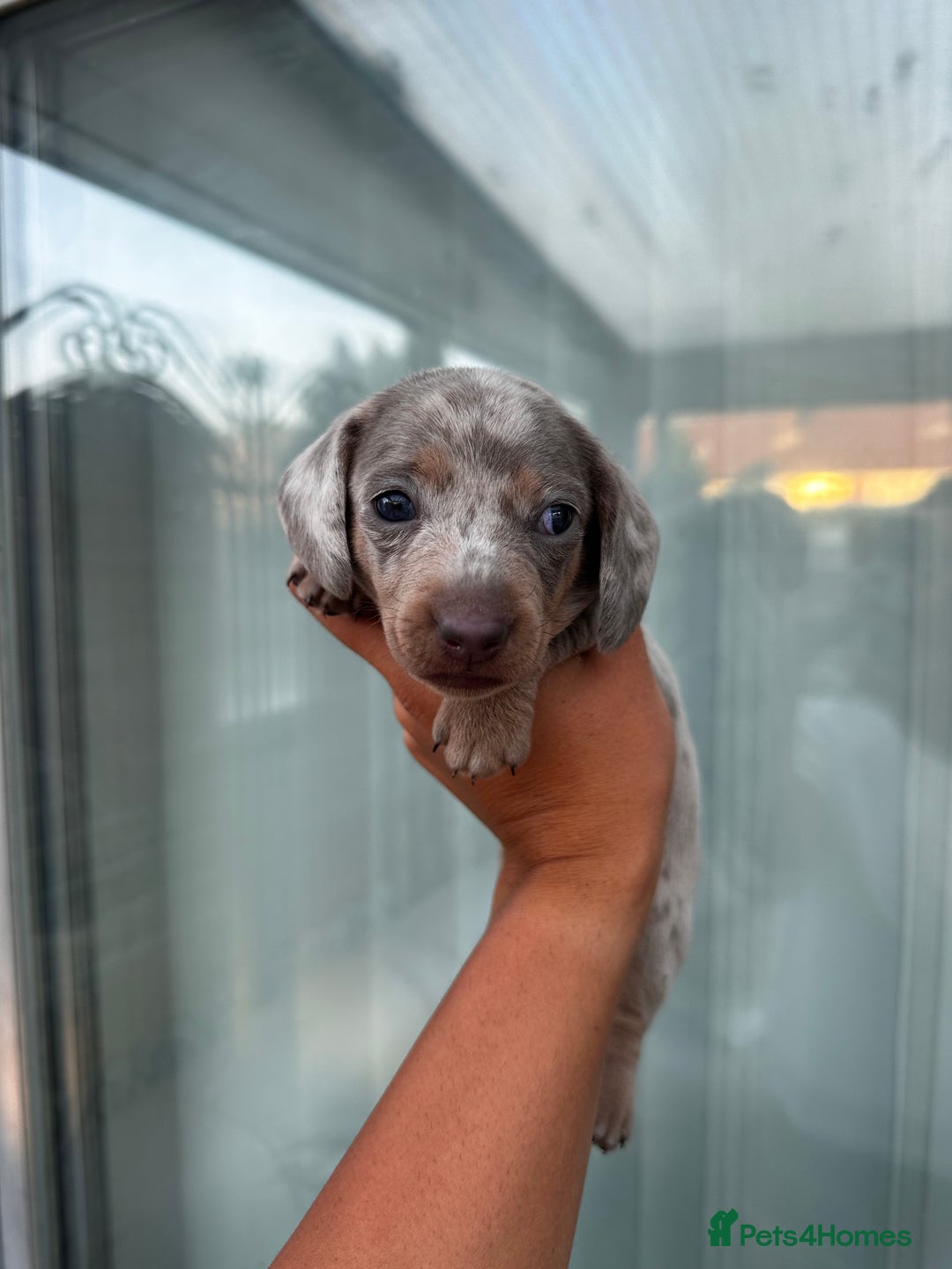 Miniature Dachshund dogs for sale: Isabella and tan dapple miniature dachshunds - Image 5