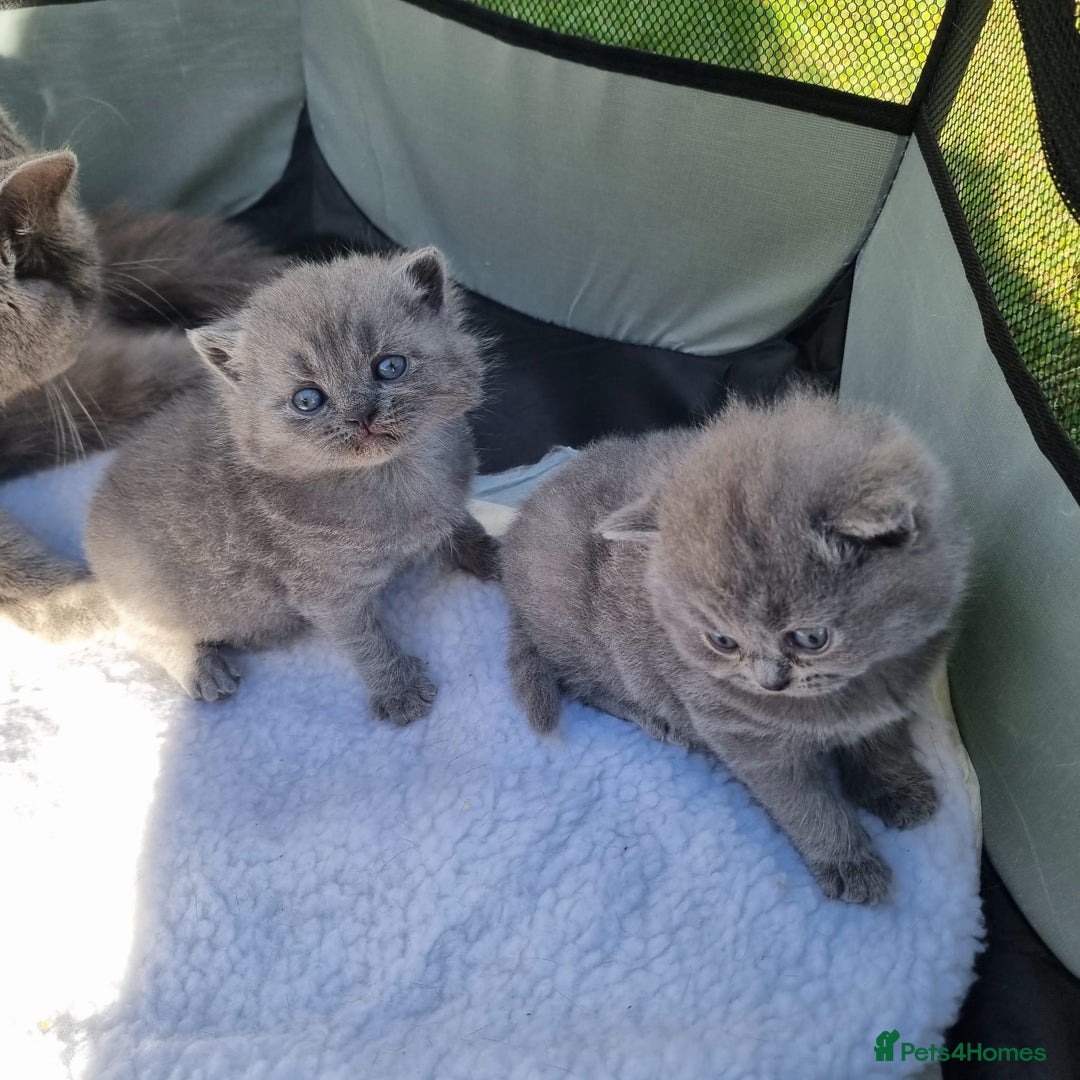 British Shorthair cats for sale: Beautiful British Short hair Blue kittens for sale - Image 13