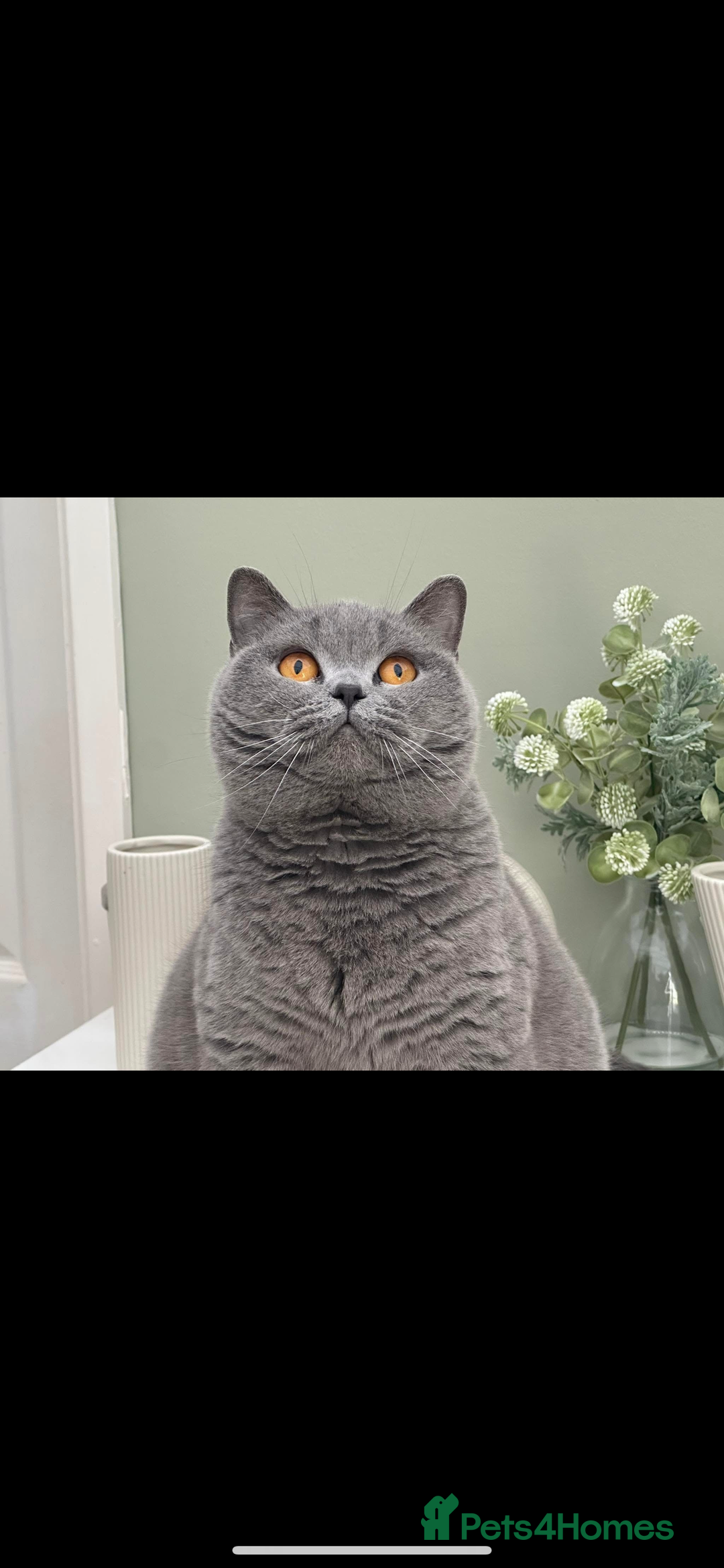 British Shorthair cats for sale: Gccf reg bsh kitten  - Image 2