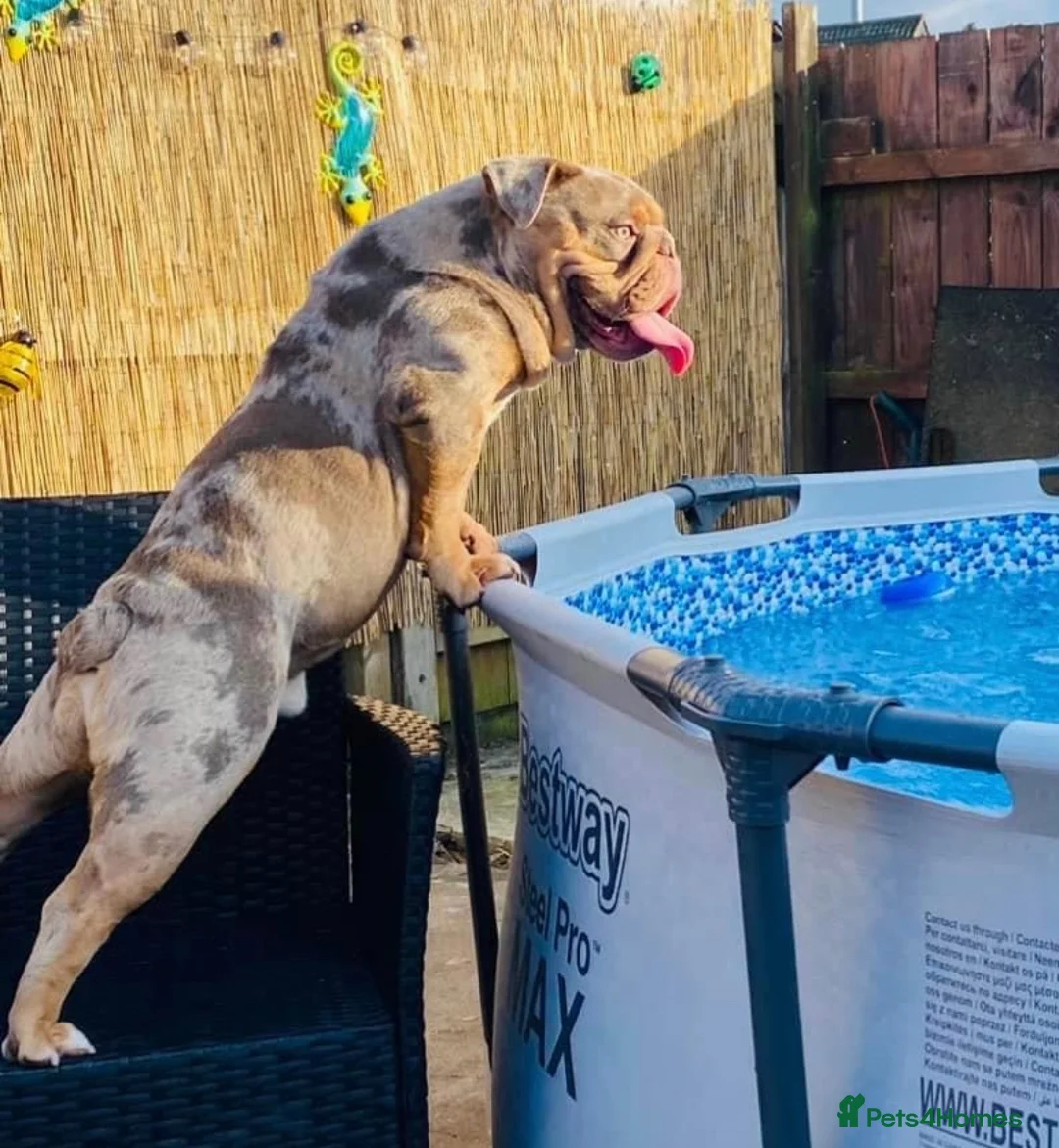 English Bulldog dogs for stud: Beautiful lilac tri Merle bulldog up for stud - Advert 4