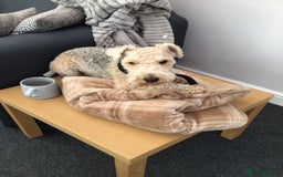 Lakeland Terrier dogs for sale: Lakeland terrier  - Image 5