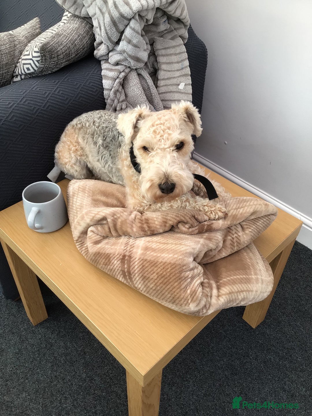 Lakeland Terrier dogs for sale: Lakeland terrier  - Image 5