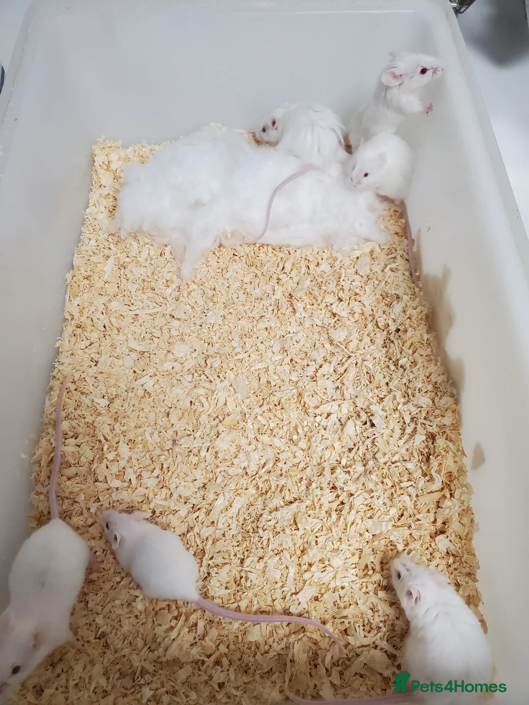 Mouse rodents for sale: Fancy White Mice in Plymouth - Advert 1