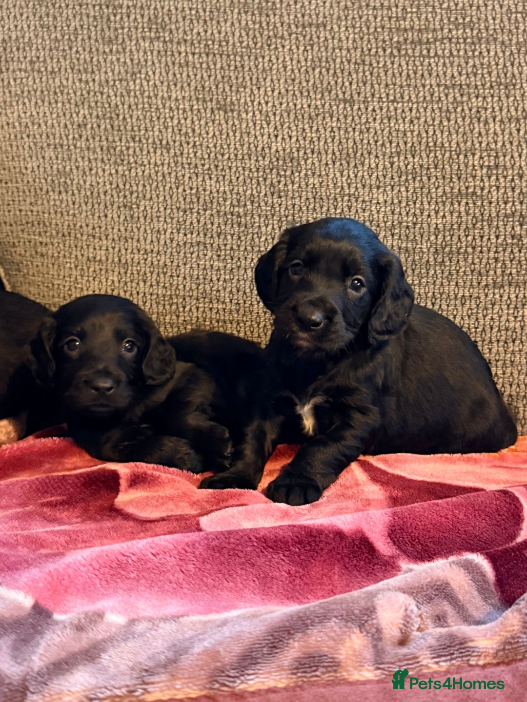 Cocker Spaniel dogs for sale: KC Registered Cocker Spaniel Puppies - Advert 11