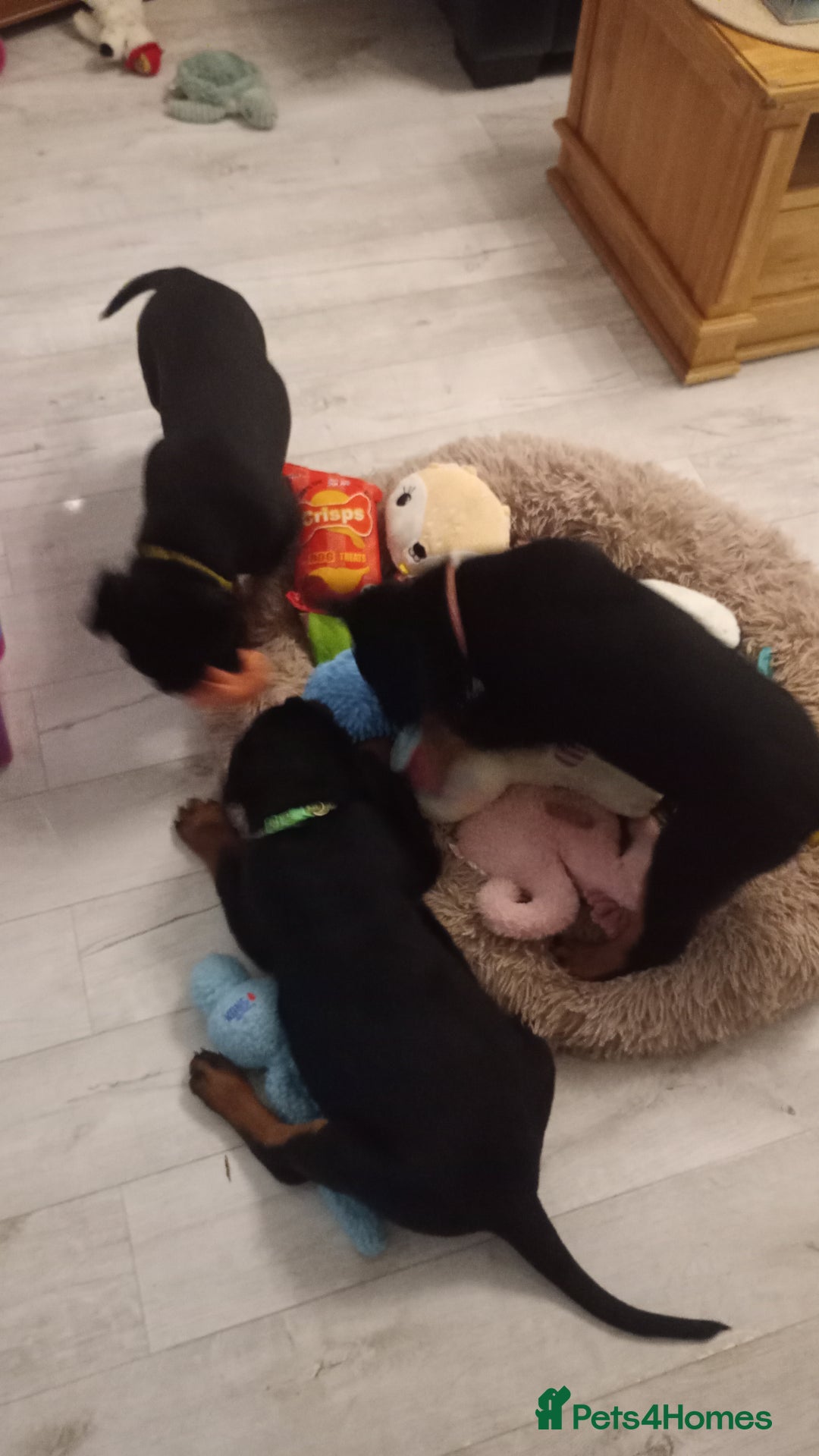 Rottweiler dogs for sale: ROTTWEILER PUPPIES- READY NOW - ONLY ONE LEFT!! - Advert 8