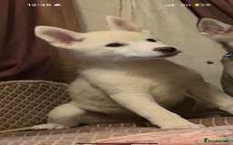 Huskita dogs for sale: 1 husky/akita Puppy for sale  - Image 1