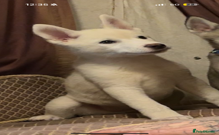 Huskita dogs - Advert 2