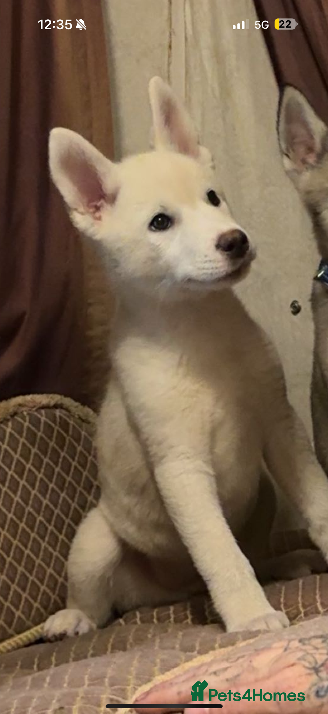 Huskita dogs for sale: 1 husky/akita Puppy for sale  - Image 1