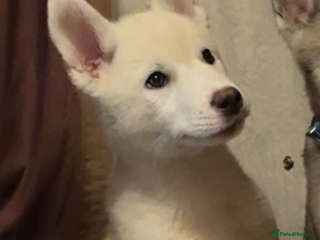 Huskita dogs for sale - Advert 1