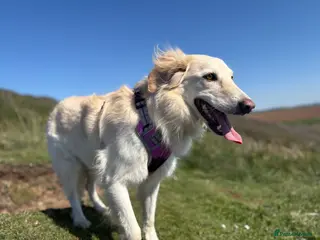 Mixed Breed dogs Gentle 6yo rehome - Advert 12