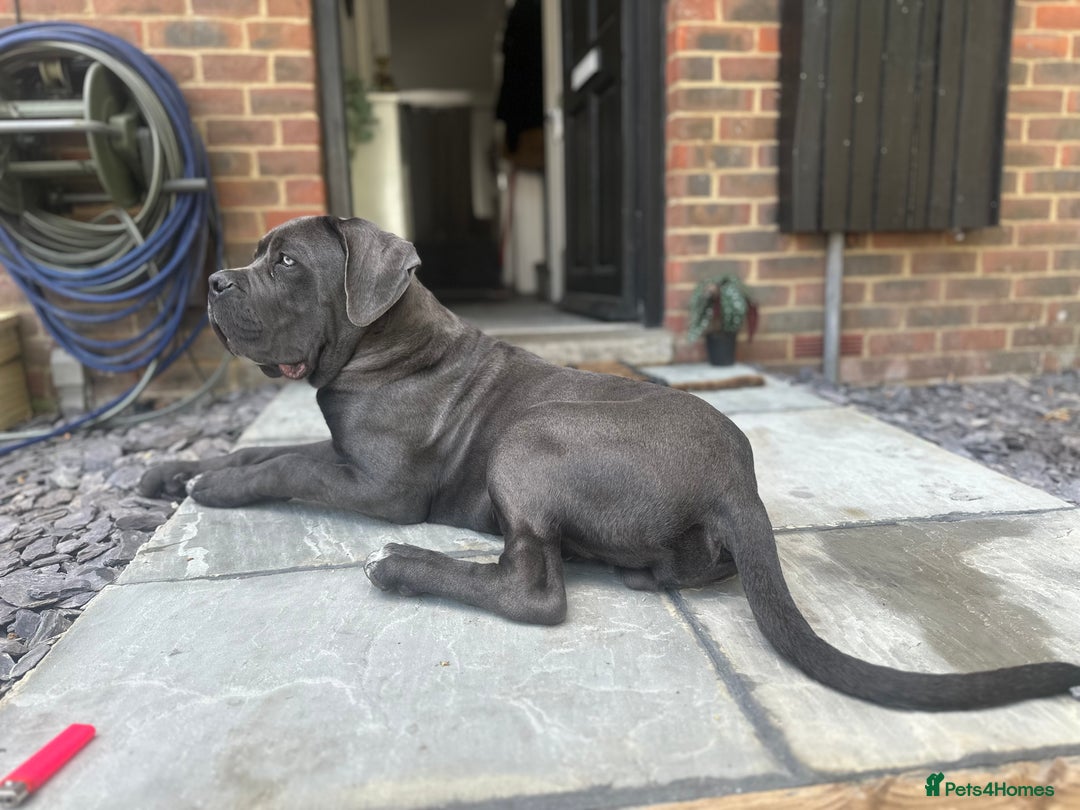 Cane Corso dogs for sale: Cane corso male  - Advert 3