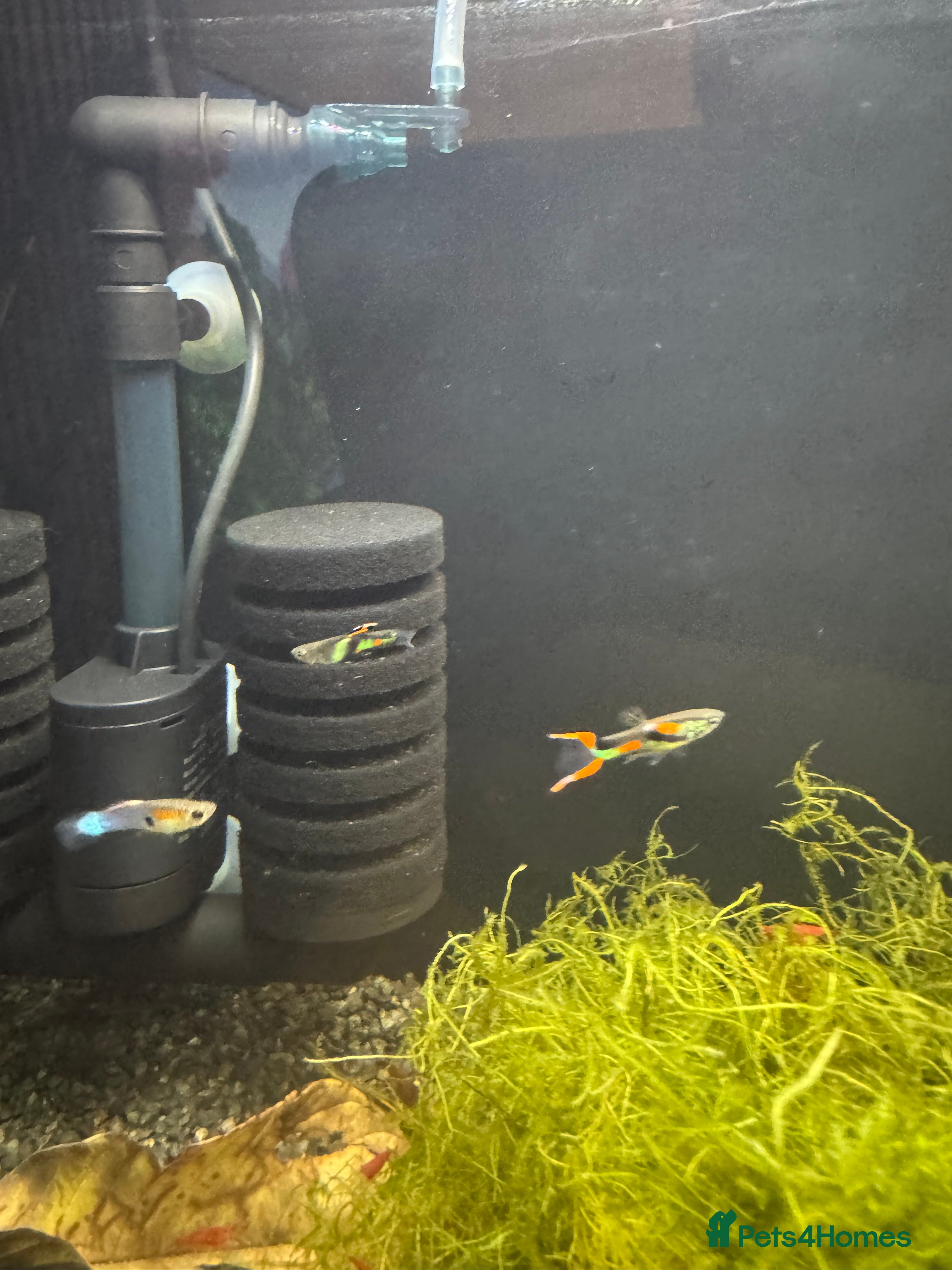 Live Bearers fish Endler Guppies x4 - Advert 1