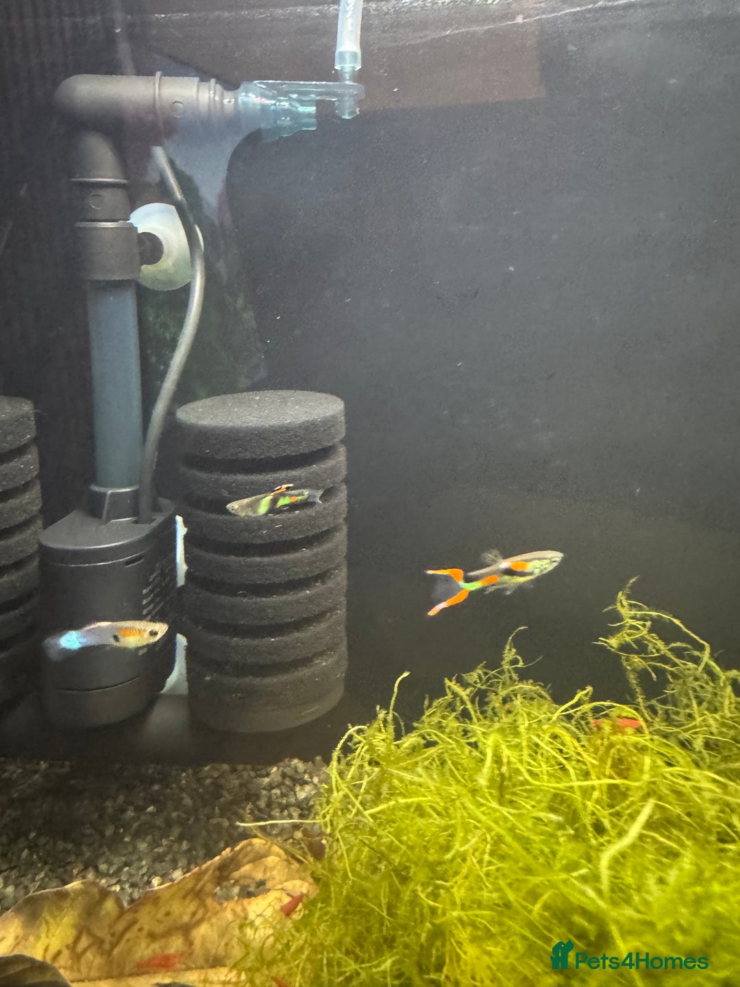 Live Bearers fish for sale: Endler Guppies x4 - Advert 1