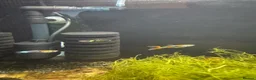 Live Bearers fish for sale: Endler Guppies x4 - Advert 1