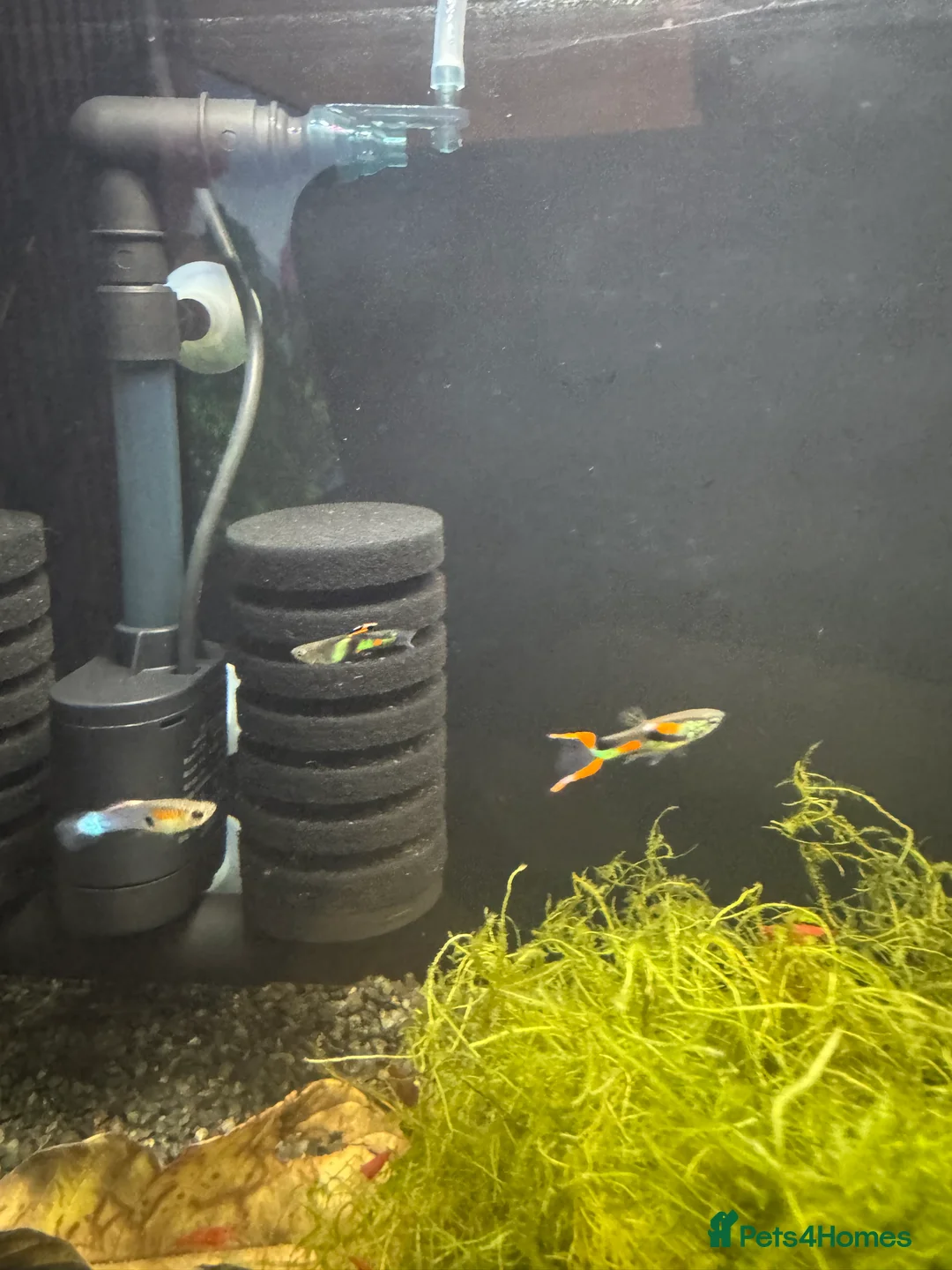 Live Bearers fish for sale: Endler Guppies x4 - Advert 1
