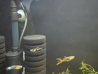 Live Bearers fish Endler Guppies x4 - Advert 22