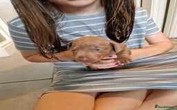 Miniature Dachshund dogs for sale: Minature dachound pups - Image 10