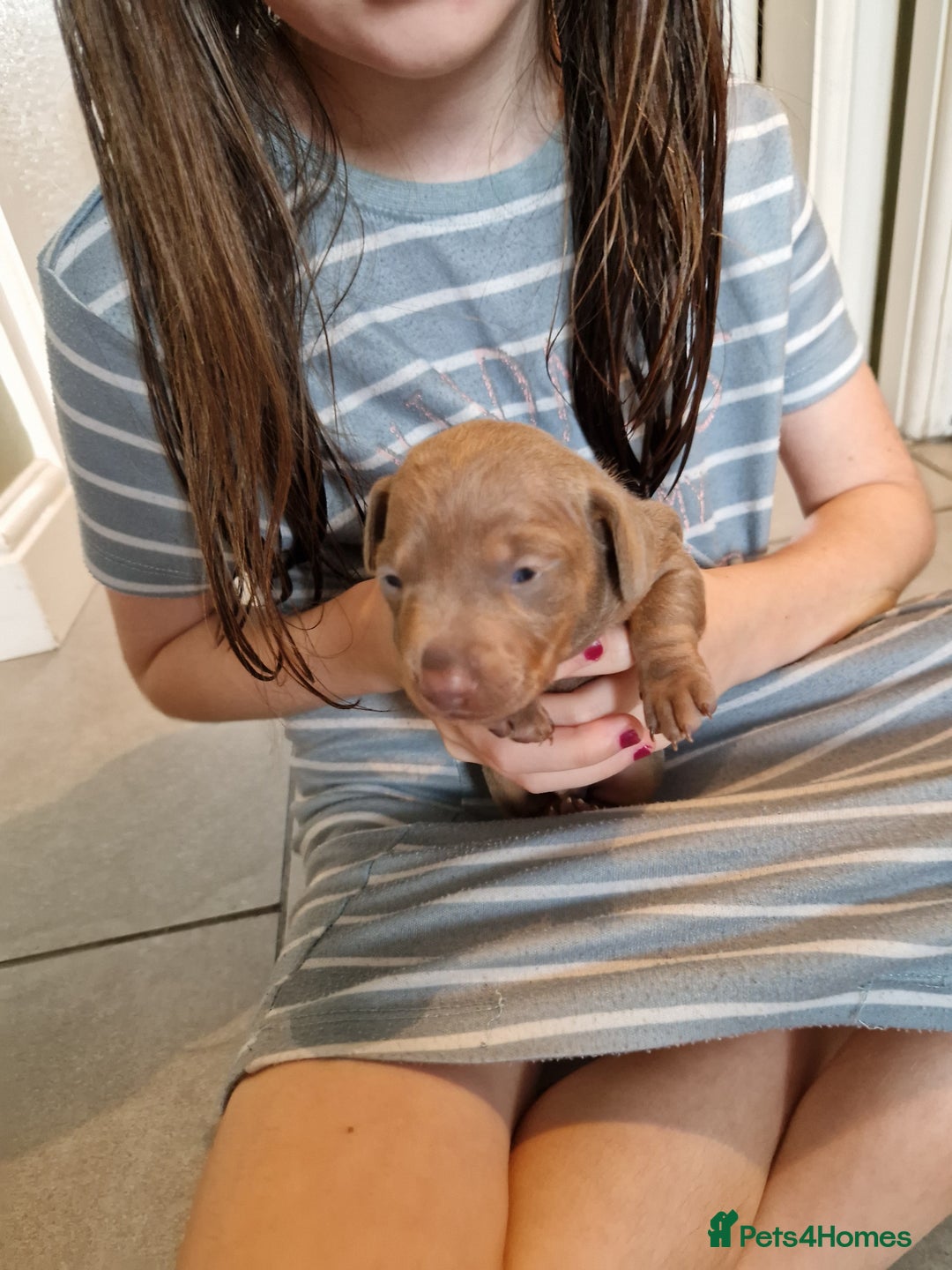 Miniature Dachshund dogs for sale: Minature dachound pups - Image 10