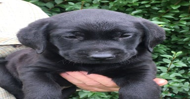 Labrador Retriever dogs - Advert 1