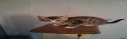 Mixed Breed cats for sale: Male kitten  in Cowdenbeath - Advert 6