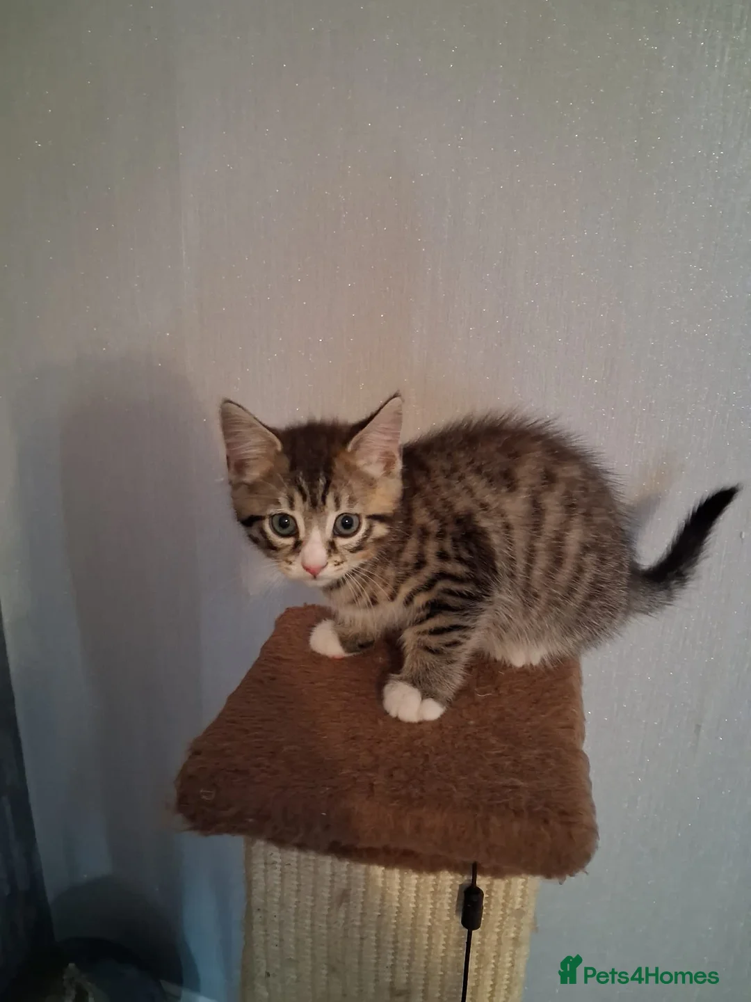 Mixed Breed cats for sale: Male kitten  in Cowdenbeath - Advert 6